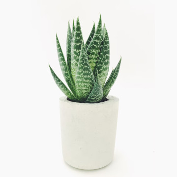Aloe plant