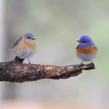 Birds