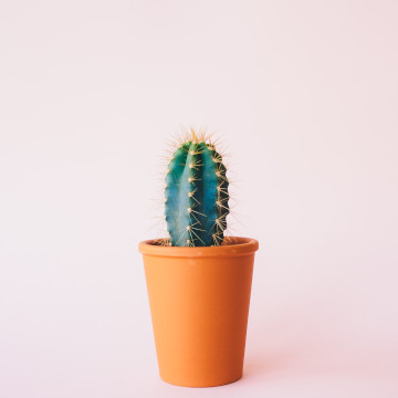 Cactus on pink background