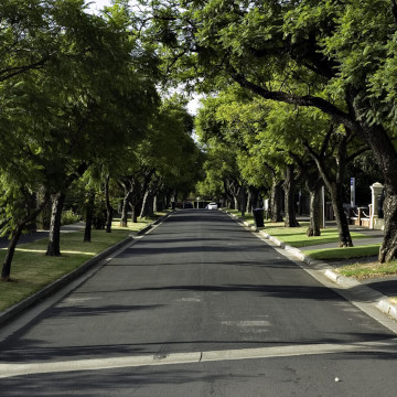 Street with trees